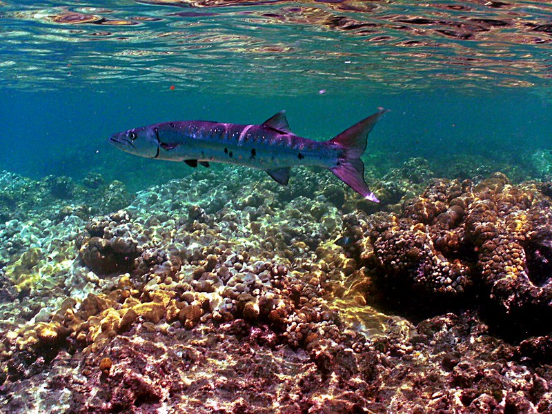 Great Barracuda: Looe Key National Marine Sanctuary (FKNMS) Florida Keys, USA